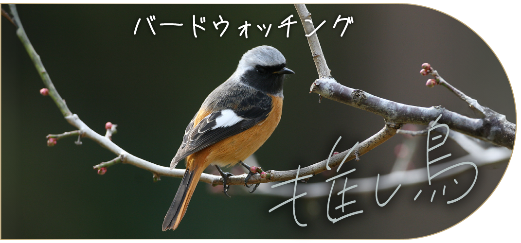 推し鳥（バードウォッチング） / バードウォッチング