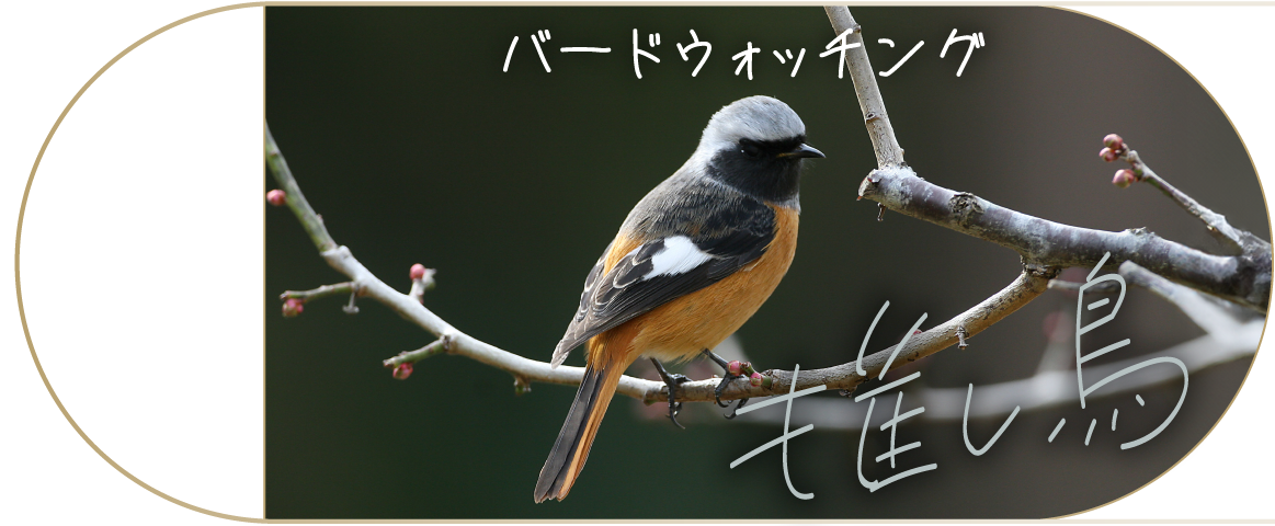推し鳥（バードウォッチング） / バードウォッチング