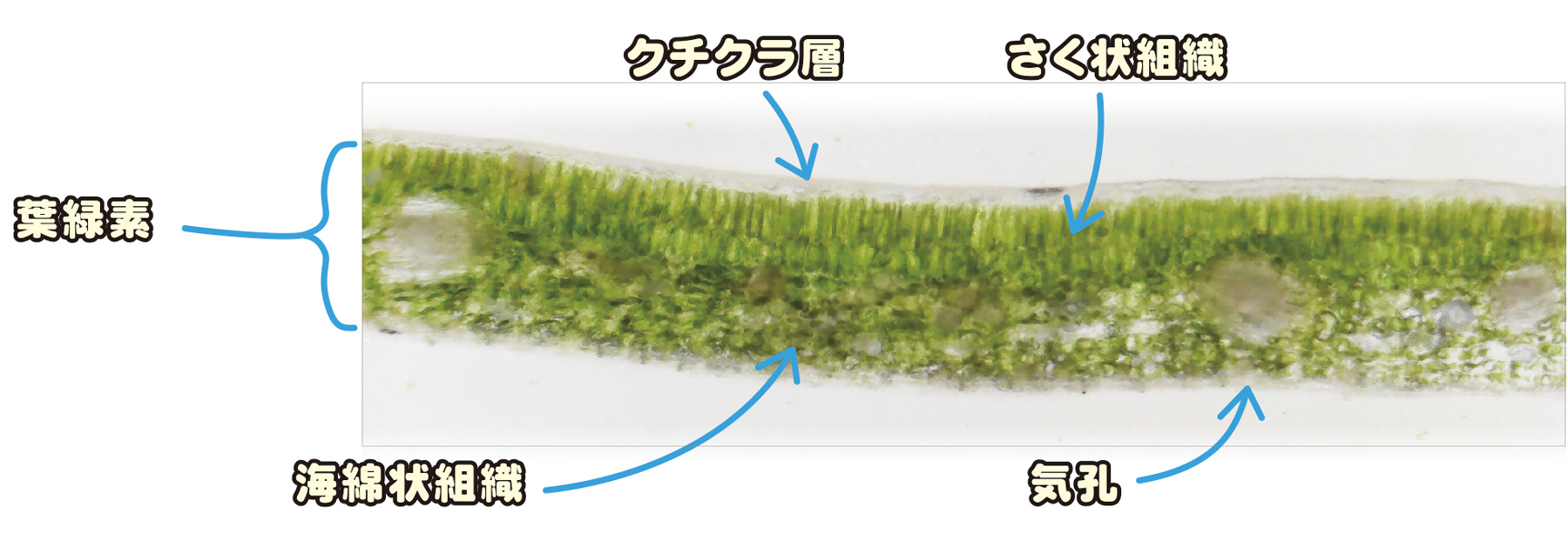 画像「ツバキの葉の断面」