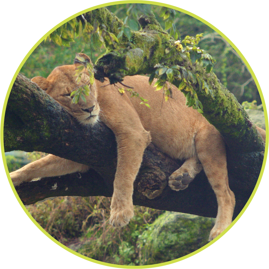 画像「動物園」
