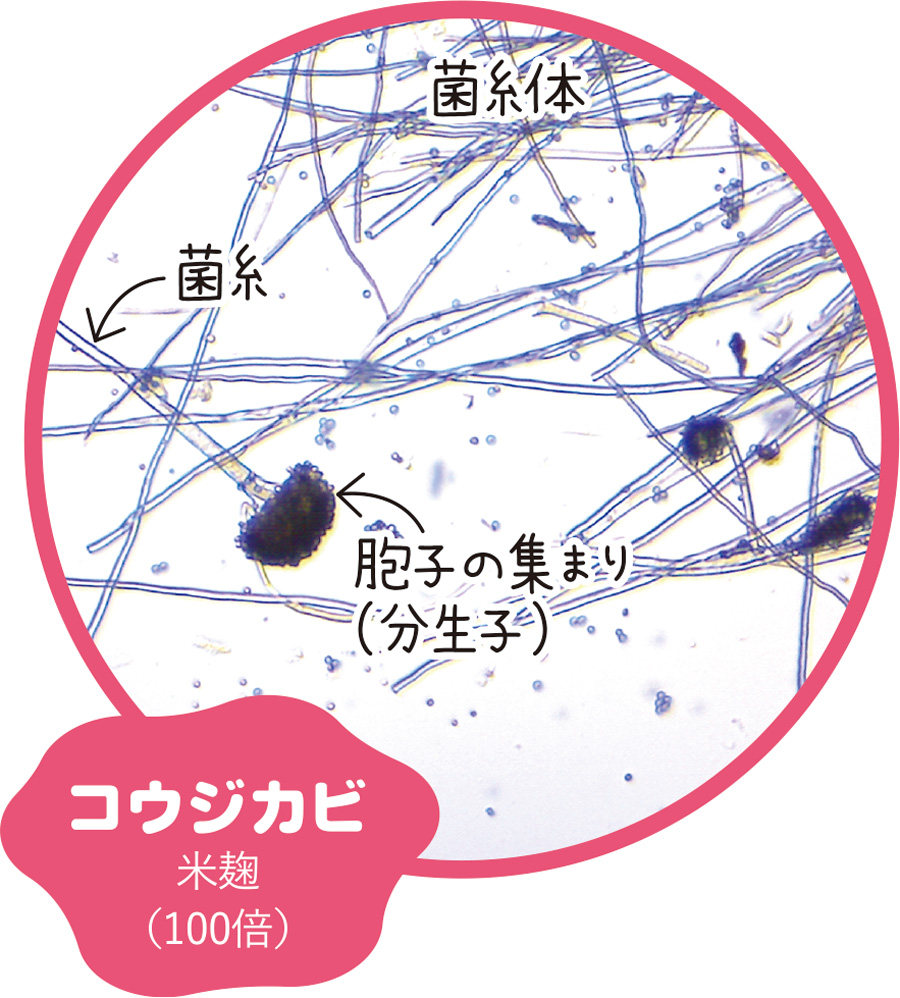 画像「コウジカビ」