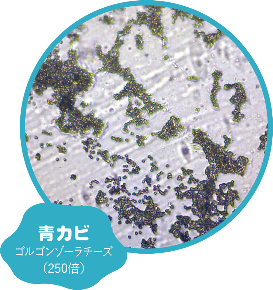 画像「青カビ」