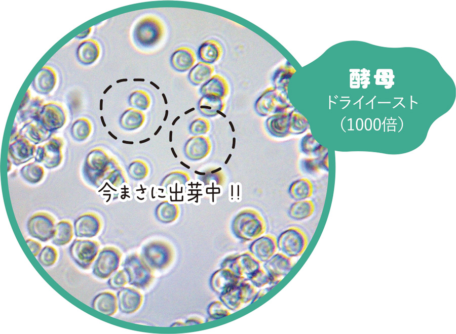 画像「酵母」