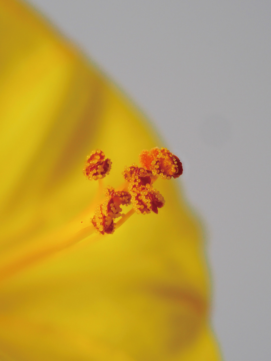 画像:オシロイバナの雄しべと雌しべ