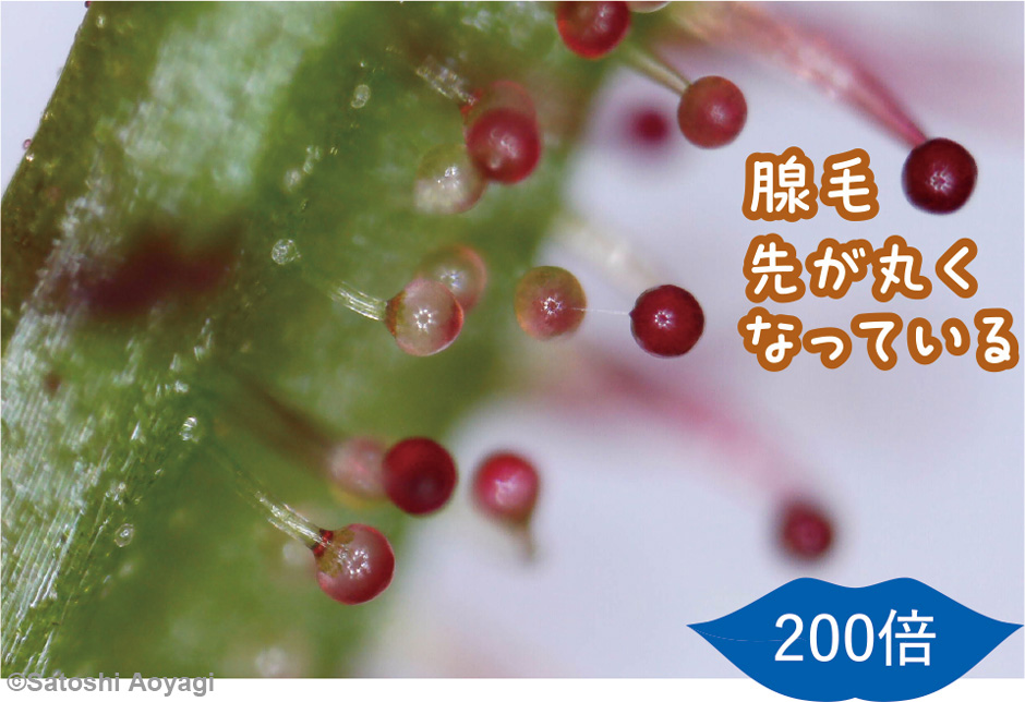 画像:モウセンゴケ類