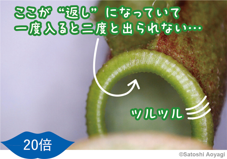 画像:ウツボカズラ類
