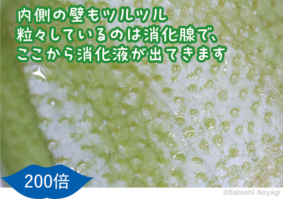 画像:ウツボカズラ類