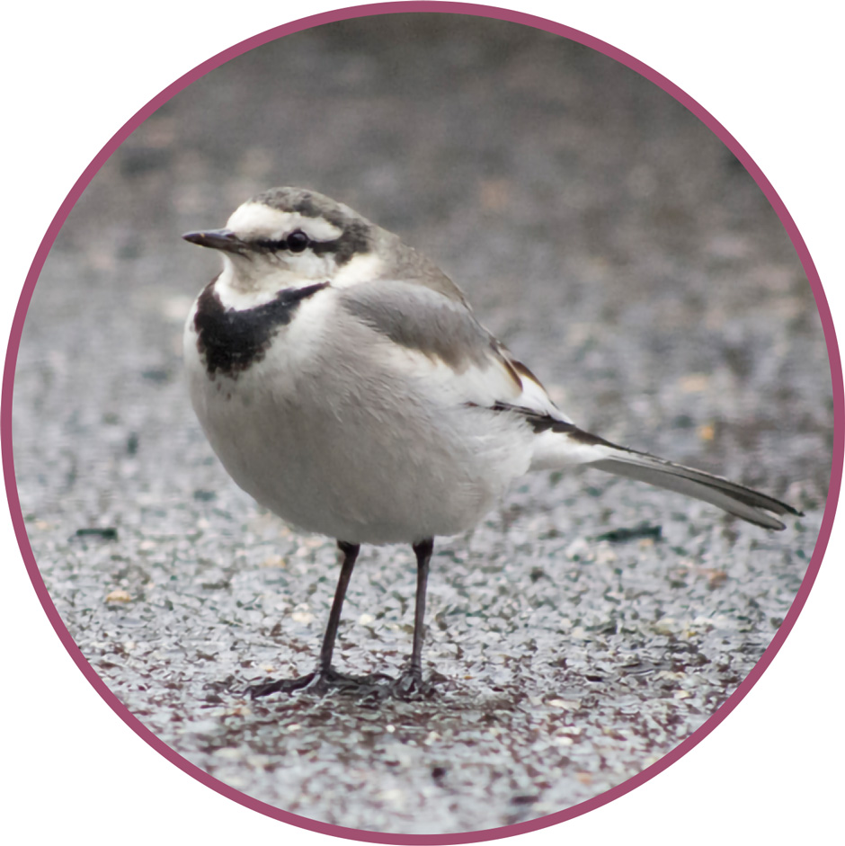 画像:ハクセキレイ