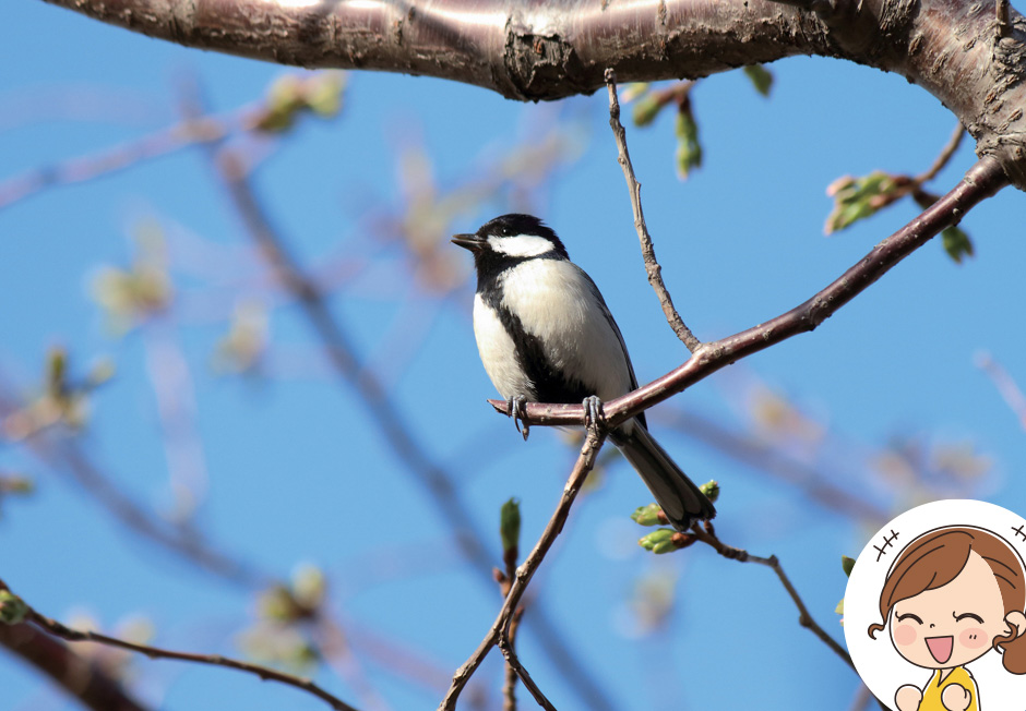 画像:シジュウカラ