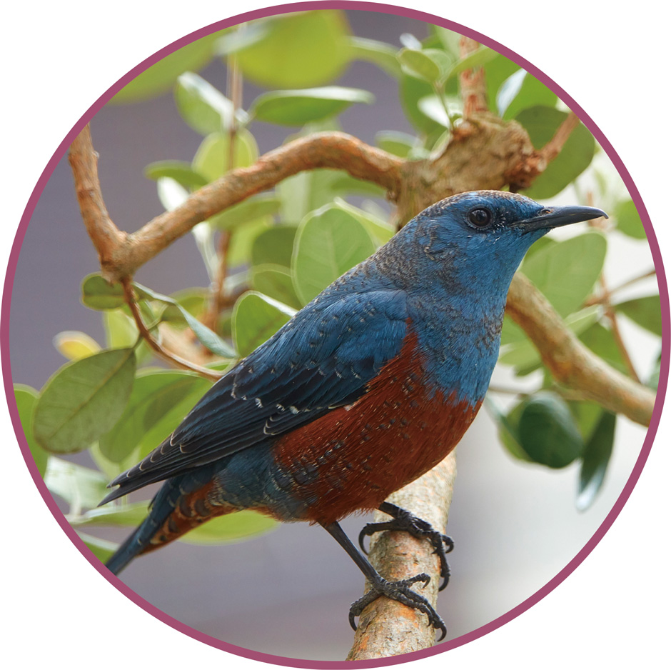 画像:イソヒヨドリ