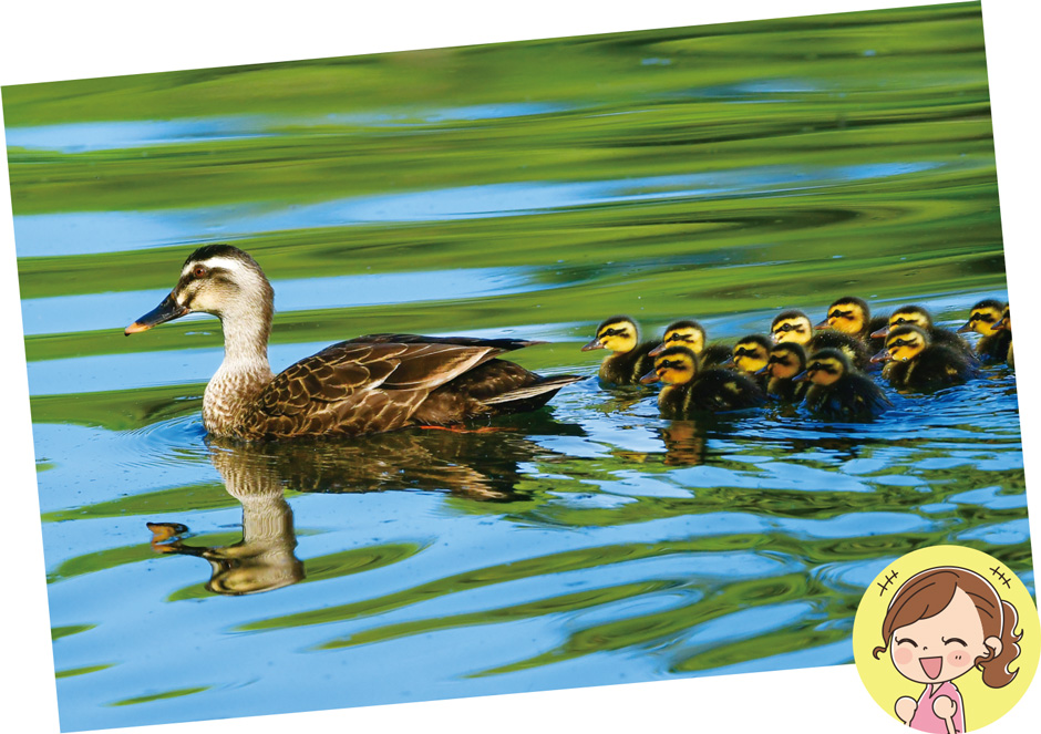 画像:カルガモの親子