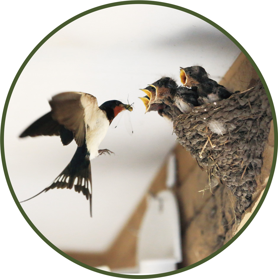 画像:ツバメの子育て