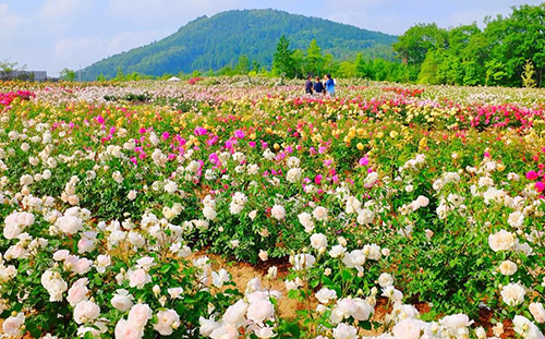 世羅高原農場『そらの花畑 世羅高原 花の森　Sera Dining in Rose Garden』にて、イングリッシュローズ×星空観賞会を開催